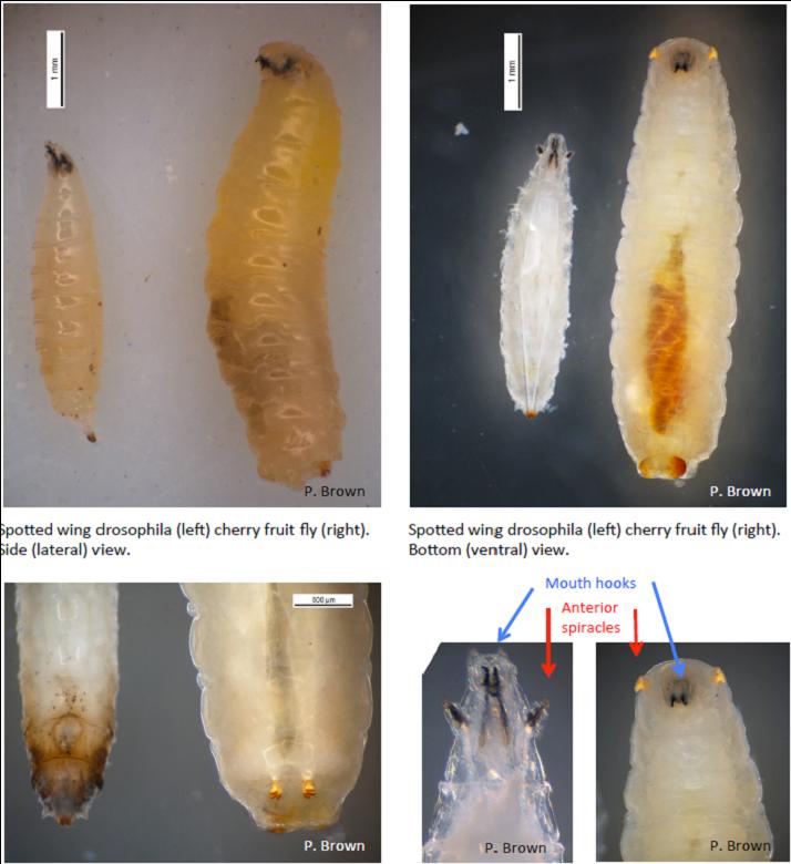 comparing-late-instar-larvae-of-western-cherry-fruit-fly-and-spotted